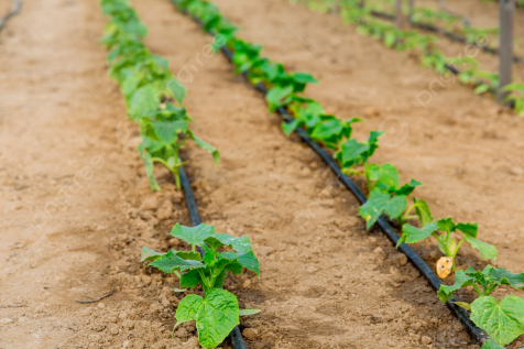 DRIP IRRIGATION