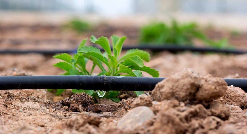 DRIP IRRIGATION