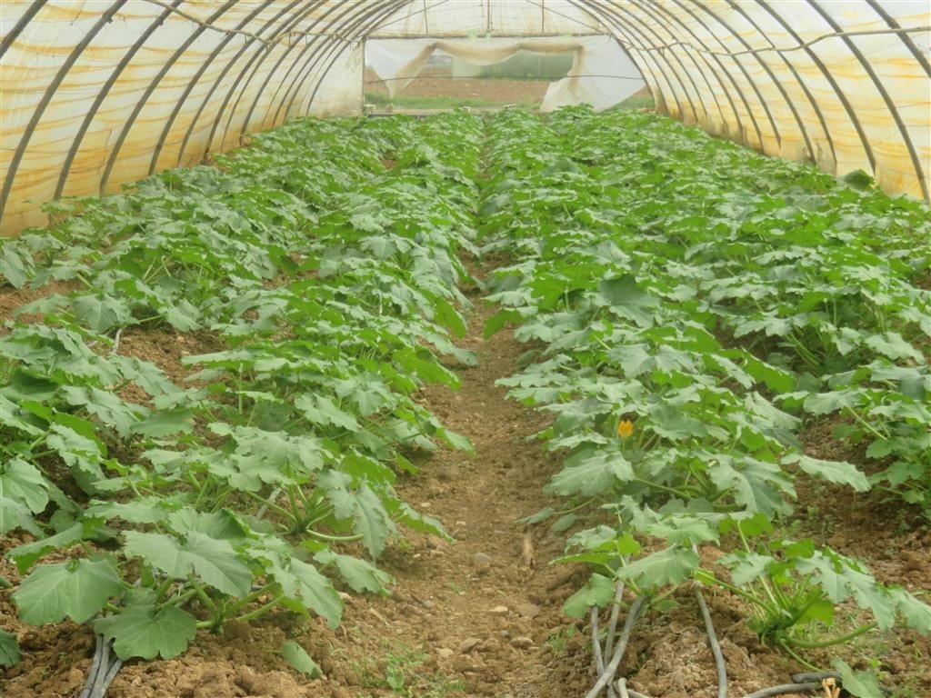 GREENHOUSES FARMING