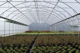 GREENHOUSES FARMING